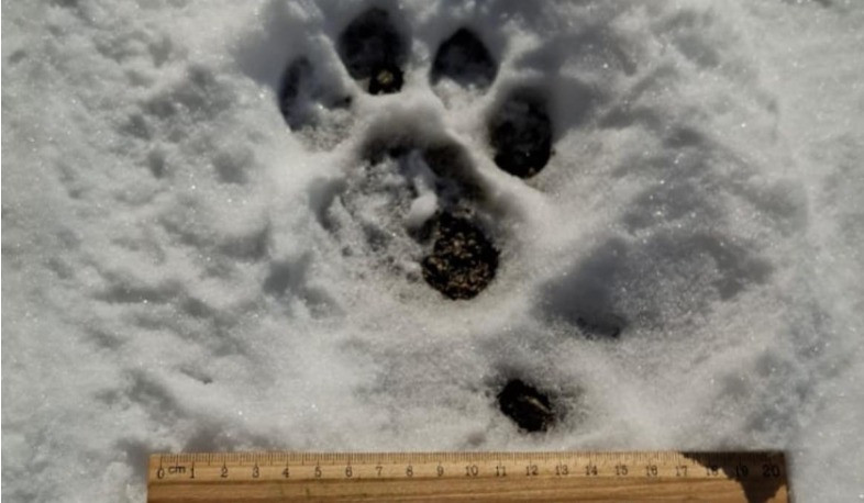 «Զանգեզուր» կենսոլորտային համալիրում հայտնաբերվել են ընձառյուծի թարմ հետքեր