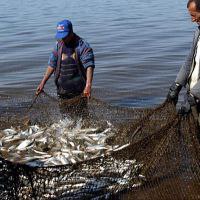 Փետրվարի 1-ից կթույլատրվի Սևանա լճից սիգ բռնել