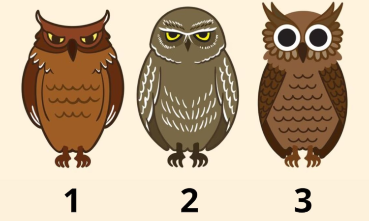 Երեք բու՝ ճակատագրի երեք հուշում. ընտրեք մեկը և ստացեք անձնական հաղորդագրություն